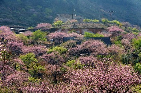 Đào rừng.